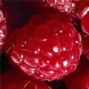 Seniors : préservez votre santé en consommant deux à trois fruits par jour