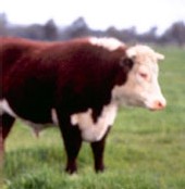 Relancer la consommation de viande chez les 65 ans et plus