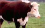 Relancer la consommation de viande chez les 65 ans et plus